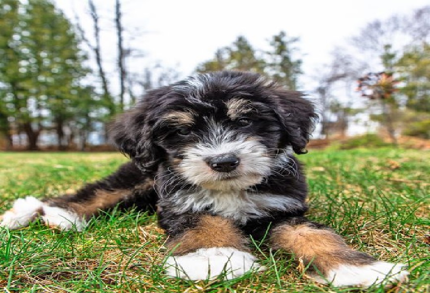 At What Age Do Bernedoodles Mellow Out?